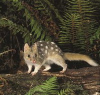 Tarkine Forest Reserve - Great Ocean Road Tourism