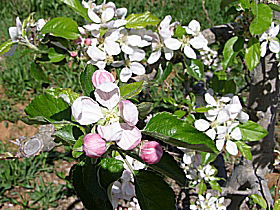 Avro Park Orchards - Great Ocean Road Tourism 0
