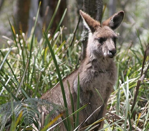 Blue Mountains Guides - Great Ocean Road Tourism 0