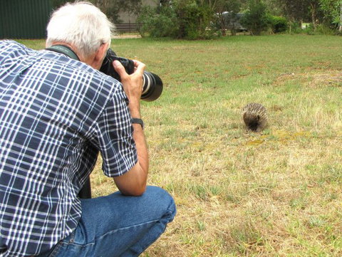 Echidna Walkabout Nature Tours - Great Ocean Road Tourism 5