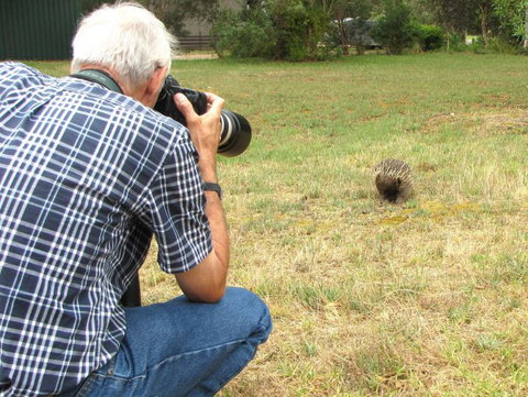 Echidna Walkabout Nature Tours - Great Ocean Road Tourism 9