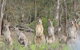 Echidna Walkabout Nature Tours - thumb 19