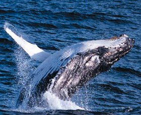 Australian Spirit Sailing Company - Great Ocean Road Tourism 4