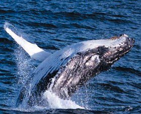 Australian Spirit Sailing Company - Great Ocean Road Tourism 6