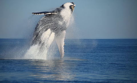 Absolute Ocean Charters - Great Ocean Road Tourism 8