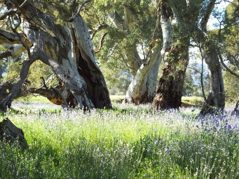 Aussie Heritage Tours - Great Ocean Road Tourism 4