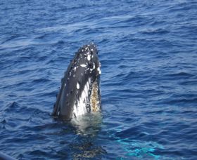 Jervis Bay Whales - Great Ocean Road Tourism 1