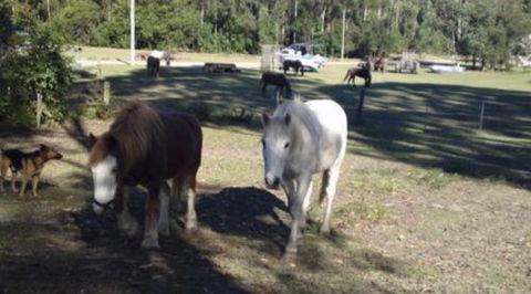 AAA Horse Riding & More - Great Ocean Road Tourism 2