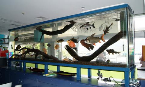 Aquariums In Cairns - Great Ocean Road Tourism 2