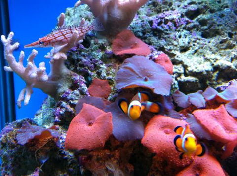 Tropical Marine Centre - Great Ocean Road Tourism 0