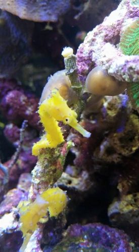 Tropical Marine Centre - Great Ocean Road Tourism 1