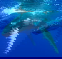 Dunsborough Whale Watching Eco Tour - Great Ocean Road Tourism