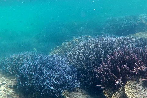Abrolhos Island Half Day Fly And Flipper - Great Ocean Road Tourism 1