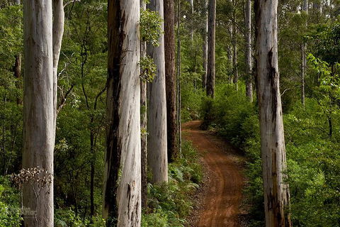 Albany Southwest Wilderness Day Tour - Fly From Perth - Great Ocean Road Tourism 6