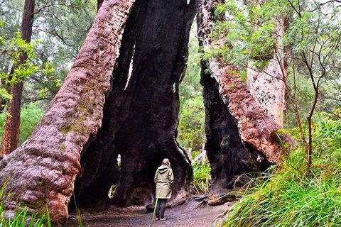 Albany Southwest Wilderness Day Tour - Fly From Perth - Great Ocean Road Tourism 7