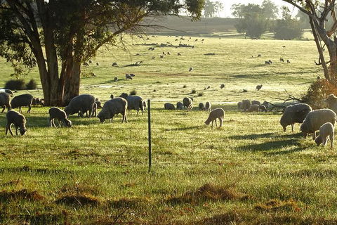 The Big Wave Rock (Private) Day Tour - Great Ocean Road Tourism 1
