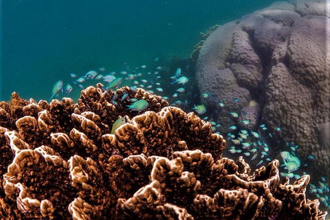 Ningaloo Reef Or Muiron Islands Snorkeling And Wildlife Adventure - Great Ocean Road Tourism 0