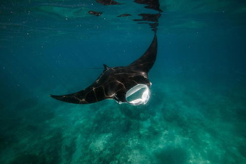 Ningaloo Reef Or Muiron Islands Snorkeling And Wildlife Adventure - Great Ocean Road Tourism 2
