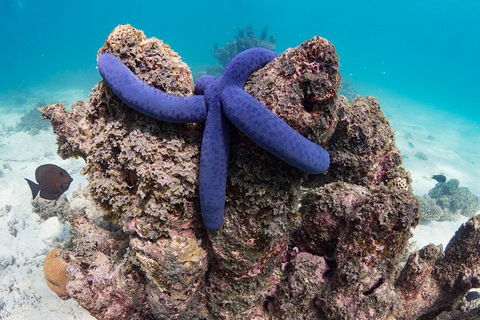 Ningaloo Reef Or Muiron Islands Snorkeling And Wildlife Adventure - Great Ocean Road Tourism 12