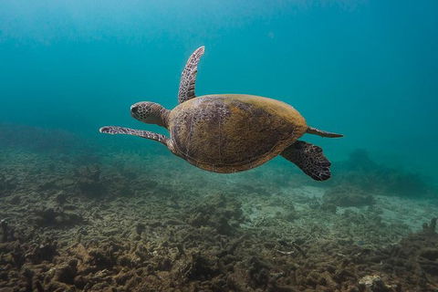Ningaloo Reef Or Muiron Islands Snorkeling And Wildlife Adventure - Great Ocean Road Tourism 5