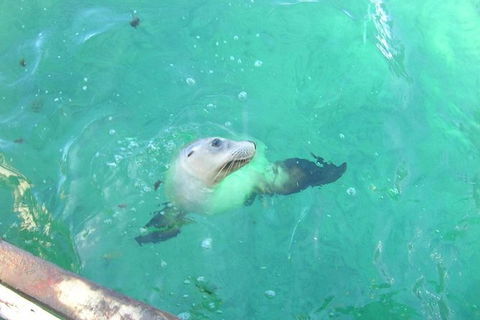 Abrolhos Islands Scenic Flight & Snorkel Adventure From Perth - Great Ocean Road Tourism 4