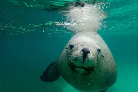 SAILING CHARTER TO CARNAC ISLAND - Great Ocean Road Tourism 1
