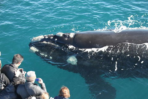 Augusta Whale Watching Eco Tour - Great Ocean Road Tourism 0