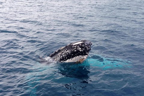 Augusta Whale Watching Eco Tour - Great Ocean Road Tourism 1