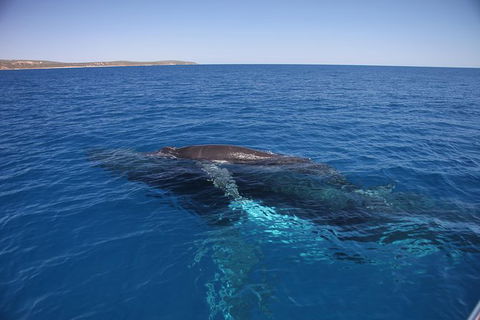 Augusta Whale Watching Eco Tour - Great Ocean Road Tourism 6