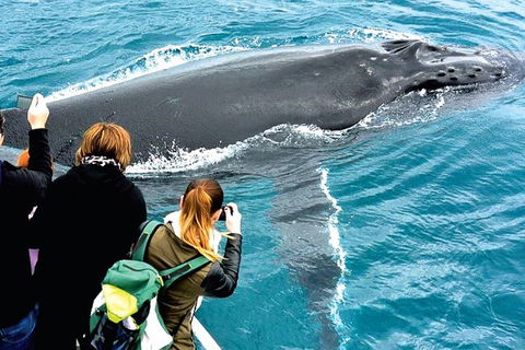 Augusta Whale Watching Eco Tour - Great Ocean Road Tourism 3