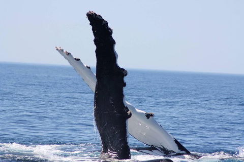 Augusta Whale Watching Eco Tour - Great Ocean Road Tourism 4