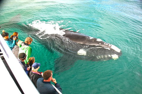 Augusta Whale Watching Eco Tour - Great Ocean Road Tourism 7