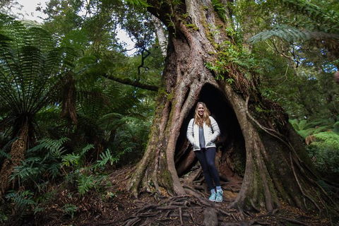 Great Ocean Road Small-Group Ecotour From Melbourne - Great Ocean Road Tourism 32