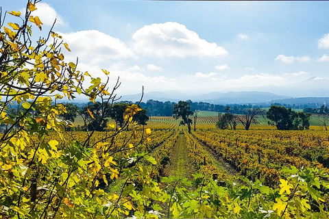 Alternative Yarra Valley Wine Tasting Tour Departing From Melbourne - Great Ocean Road Tourism 4