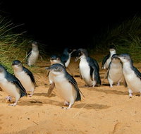Phillip Island Penguin Parade Express Tour from Melbourne - Great Ocean Road Tourism