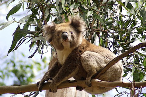 Melbourne Combo: Great Ocean Road, Puffing Billy, Moonlit Sanctuary & Penguins - Great Ocean Road Tourism 4