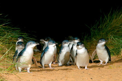 Melbourne Combo: Great Ocean Road, Puffing Billy, Moonlit Sanctuary & Penguins - Great Ocean Road Tourism 5