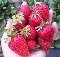 Mornington Peninsula including Strawberry Farm Day Tour from Melbourne - Great Ocean Road Tourism
