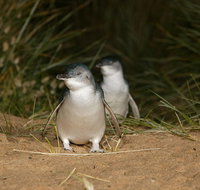 Full-Day Penguin Parade and Melbourne City Tour From Melbourne - Great Ocean Road Tourism