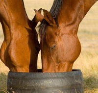 Champion Racehorse Tour with Beer and Wine Tasting - Great Ocean Road Tourism