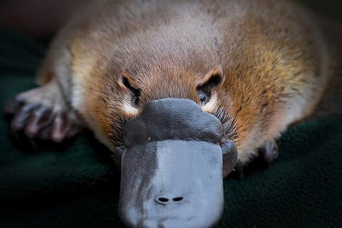 Meet A Platypus At Healesville Sanctuary - Great Ocean Road Tourism 0