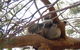 Phillip Island 3 Park Pass: Penguin Parade, Koala Conservation Centre And Penguin Parade, Koala ConservationHeritage Farm - thumb 4