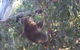 Phillip Island 3 Park Pass: Penguin Parade, Koala Conservation Centre And Penguin Parade, Koala ConservationHeritage Farm - thumb 2