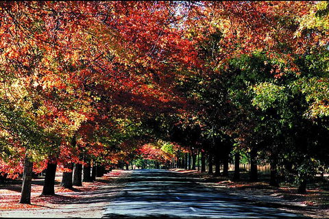 Macedon Ranges Small Group Wine Tour With 2 Course Lunch And Morning Tea - Great Ocean Road Tourism 3