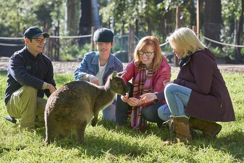 Australian Wildlife Experience At Healesville Sanctuary - Great Ocean Road Tourism 0