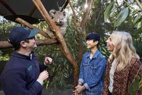 Australian Wildlife Experience At Healesville Sanctuary - Great Ocean Road Tourism 1