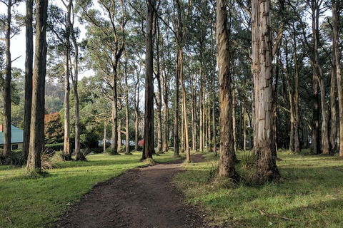 Yarra Valley Rainforest Hike And Winery Tour - Great Ocean Road Tourism 1