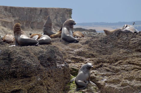 Phillip Island Wildlife Cruise With Optional Penguin Parade And 3 Park Pass - Great Ocean Road Tourism 1
