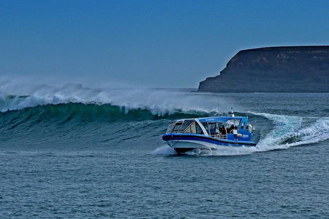 Phillip Island Wildlife Cruise With Optional Penguin Parade And 3 Park Pass - Great Ocean Road Tourism 0