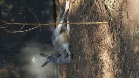 Yarra Valley Wildlife & Wine Day Tour From Melbourne With Healesville Sanctuary - Great Ocean Road Tourism 8